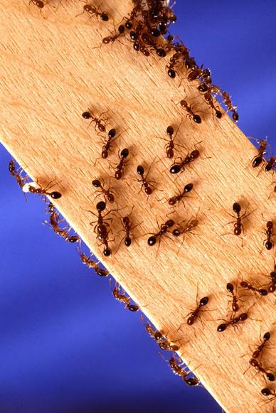Destroy ant trails and insect nests