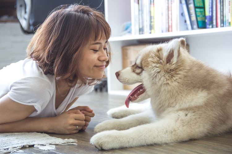 Find a pet-sitter for your four legged friend